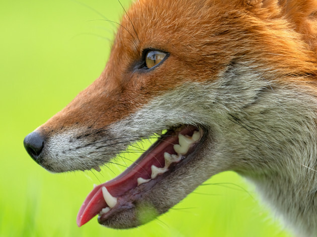 Fox, County Clare