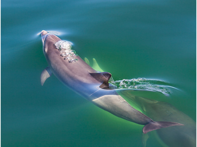 One of the Shannon Dolphins, Shannon Estuary