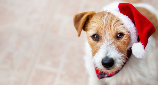 happychristmaspetdogpuppywithsantahat-holidaybackground