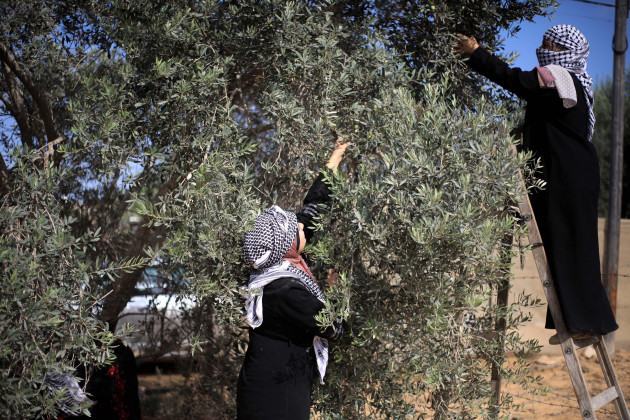 gaza-palestine-05th-oct-2023-palestinian-women-harvest-olives-from-a-tree-during-the-harvest-season-in-khan-yunis-in-the-southern-gaza-strip-photo-by-yousef-masoudsopa-imagessipa-usa-credit