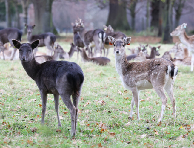 Phoenix Park Deer Cull-6_90694726