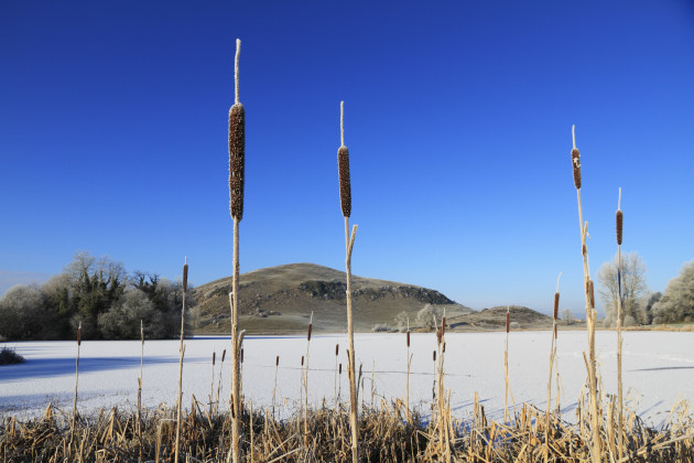 bulrushes-at-lough-gur-during-the-big-freeze-of-winter-2010-2011-co-limerick-rep-of-ireland