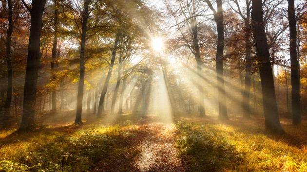 sunlight-through-the-trees-in-a-forest-during-autumn