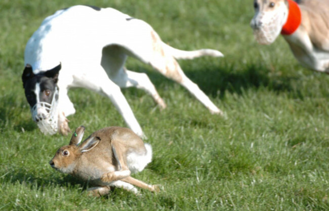 action-from-the-j-p-mcmanus-irish-cup-hare-coursing-championships-at-limerick-racecourse-co-limerick-ireland-one-of-many-events-organised-by-the-irish-coursing-club-based-in-clonmel-co-tipperary