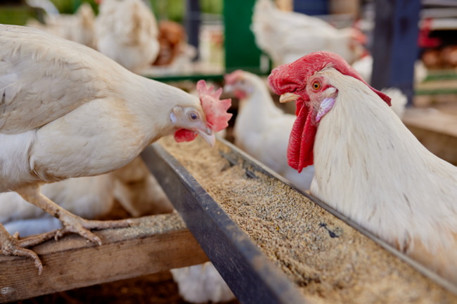 A hen and cock eating grain from a trough inside a barn. 