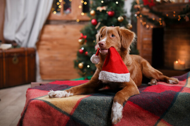 dognovascotiaducktollingretrieverholidaychristmasandnew