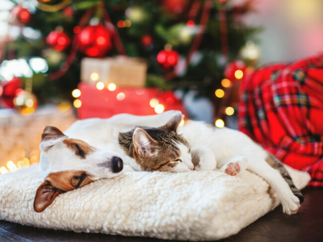 catanddogsleepingunderchristmastree-petsfriends-happy