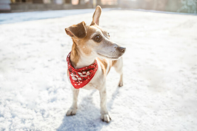 adorablesmalldogwearingredscarfstandingonthesnow