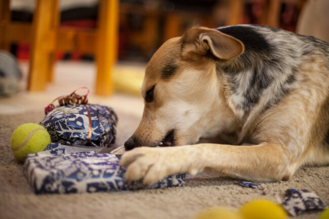 cutedogopeninghischristmaspresent