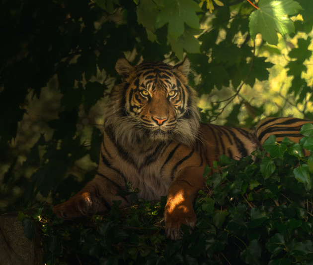 Sumatran tiger, Professional Winner Entry December image (1)