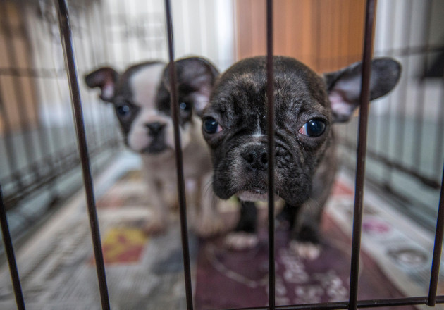 rescued-french-bulldog-puppies
