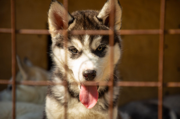 purebred-husky-puppy-in-an-open-air-cage-at-a-dog-farm-haskiland-near-kemerovo-russia