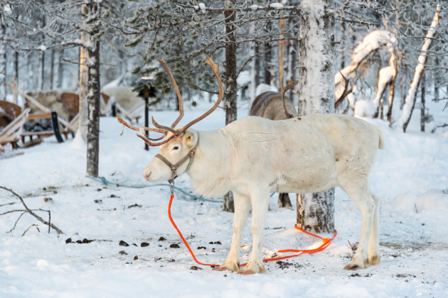 reindeer-in-winter-lapland-finland