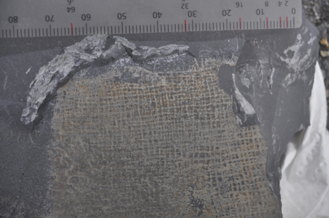 Clare_fossil2