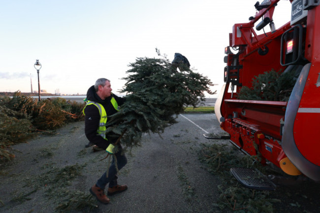 christmas tree disposal  05_90696612