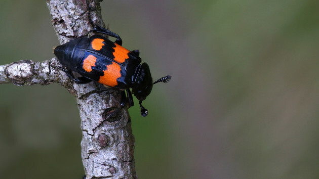 Coléoptères Sexton ou coléoptère enterré