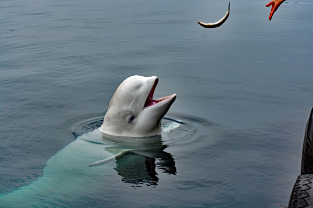 norway-hammerfest-hvladimir-the-beluga-whale