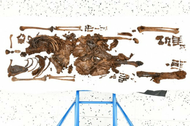 PSNI BOG BODY