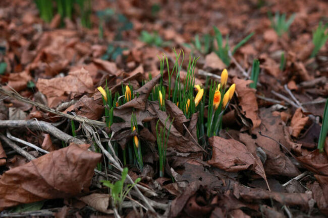 daffodils 01_90697931