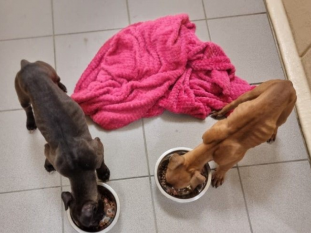 Star & Winnie’s first feed when they arrived in Dogs Trust
