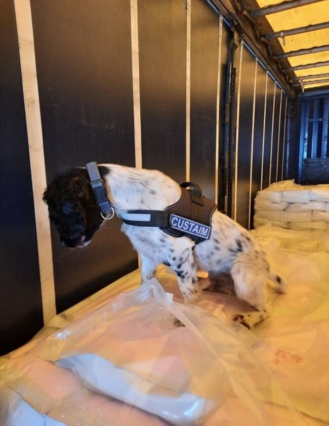 Photo 2 Detector Dog Jasper with load