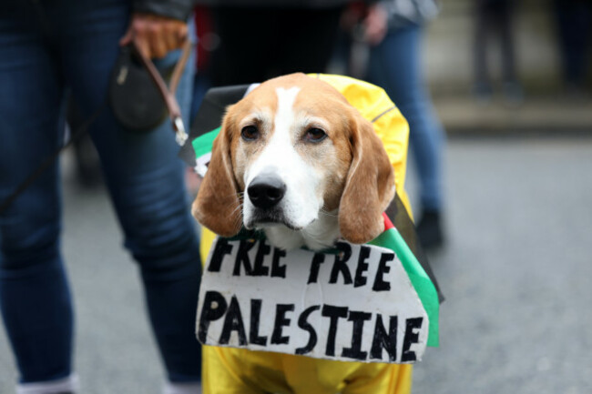 912Palestine Protest_90699485 (1)