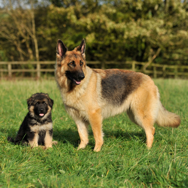 german-shepherd-dog-and-her-puppy