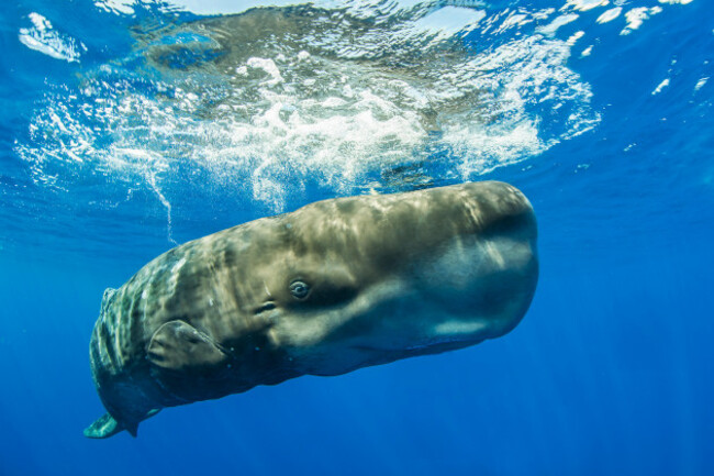 sperm-whale-physeter-macrocephalus-close-to-the-water-surface-azores-portugal