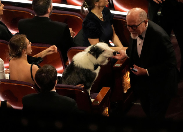 messi-the-dog-from-the-film-anatomy-of-a-fall-appears-in-the-audience-during-the-oscars-on-sunday-march-10-2024-at-the-dolby-theatre-in-los-angeles-ap-photochris-pizzello