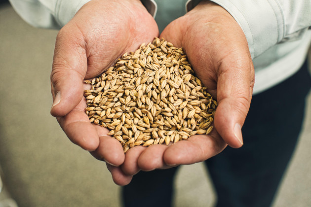 cupped-hands-holding-malted-barley-ready-for-whisky-distilling-in-scotland