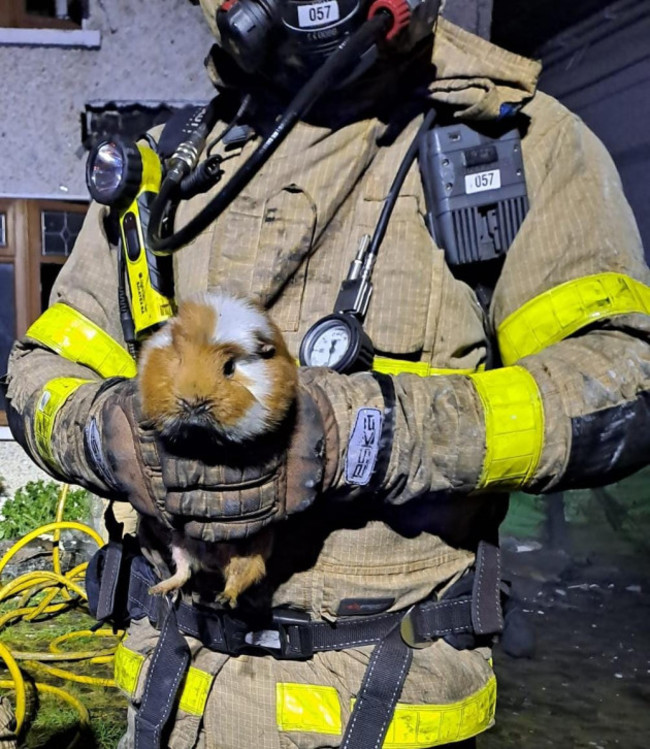 Easter fire Guinea pig