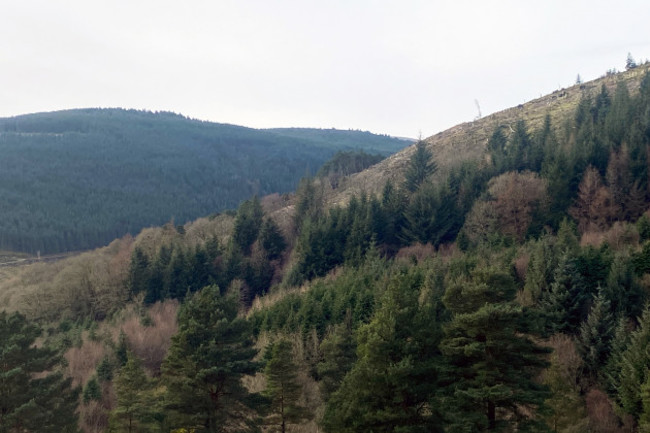 Forestry on Hill