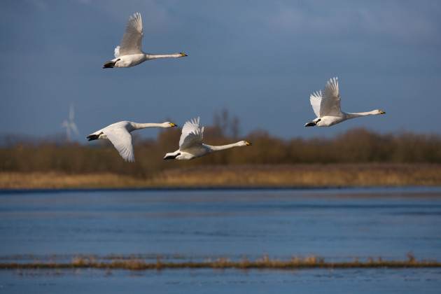 whooper-swans-cygnus-cygnus-in-flight-on-the-ouse-washes-norfolk-cambridge-border