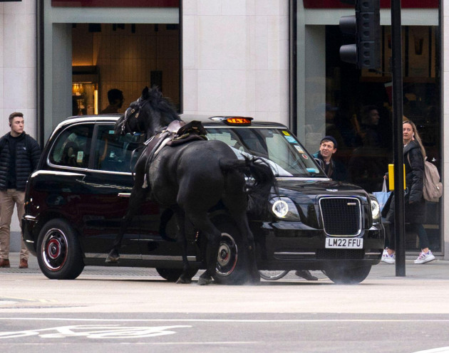 a-black-horse-collides-with-a-london-taxi-after-bolting-down-the-a4-near-aldwych-central-london-picture-date-wednesday-april-24-2024