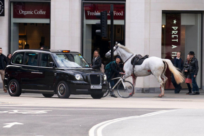 a-white-horse-on-the-loose-bolts-through-the-streets-of-london-near-aldwych-picture-date-wednesday-april-24-2024