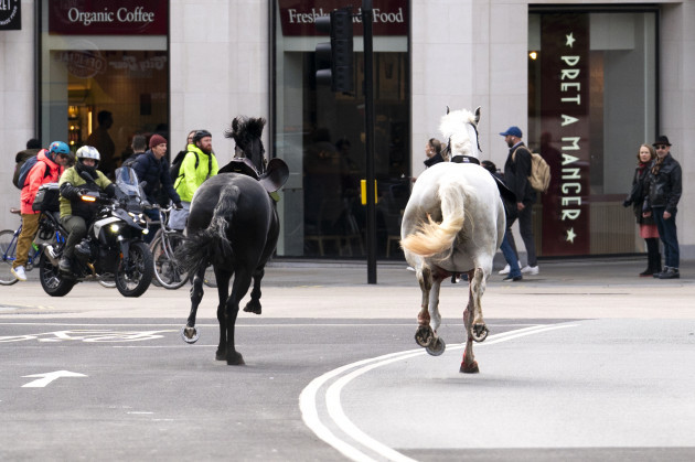 london-horse-incident