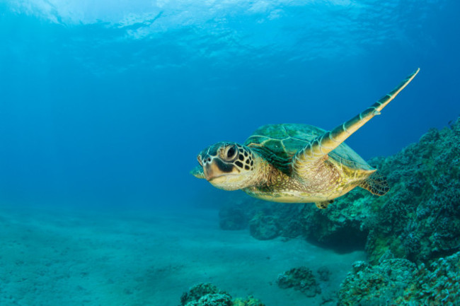 green-turtle-chelonia-mydas-marshall-islands-bikini-atoll-micronesia-pacific-ocean