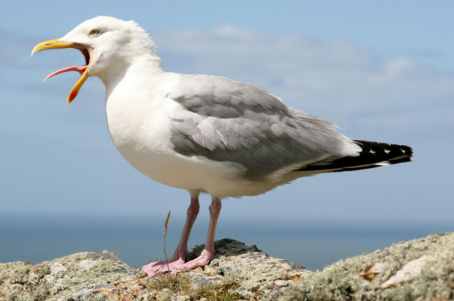 side-view-of-herring-gull-larus-argentatus-calling-at-south-stack-rspb-reserve-anglesey-wales-uk