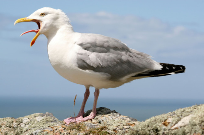 side-view-of-herring-gull-larus-argentatus-calling-at-south-stack-rspb-reserve-anglesey-wales-uk