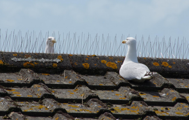 funny-shot-of-two-seagulls-herring-gulls-sitting-looking-at-each-other-through-bird-spikes-roof-defender