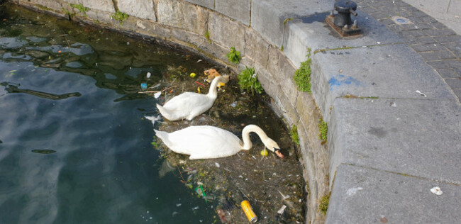 dublinireland-may2020swansarefeeding