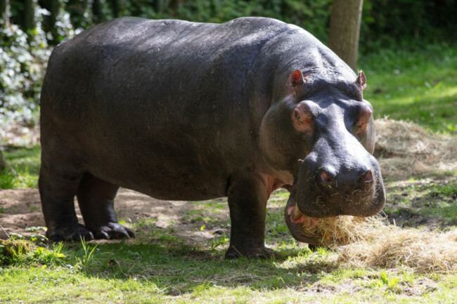 REPRO_FREE_DJUBLIN_ZOO_HIPPO_04