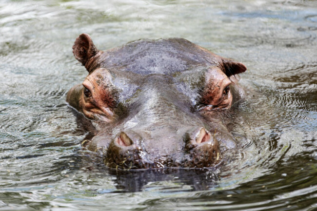 REPRO_FREE_DJUBLIN_ZOO_HIPPO_06