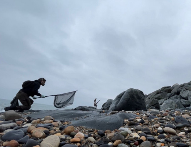 06 - KWR Rescue Coordinator Pearse Stoke Capturing a Guillemot