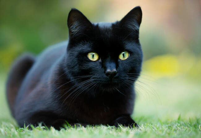 close-up-of-a-black-cat-lying-on-the-grass-in-the-garden-uk