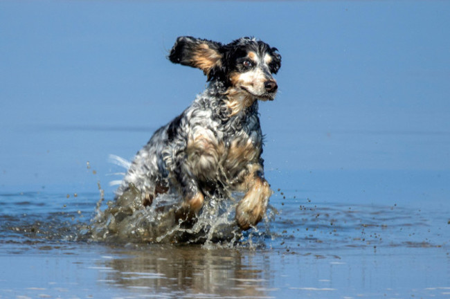 southport-merseyside-18-may-2024-a-cocker-spaniel-has-the-best-day-ever-as-he-plays-in-the-water-along-the-shores-of-southport-beach-in-merseyside-credit-cernan-eliasalamy-live-news