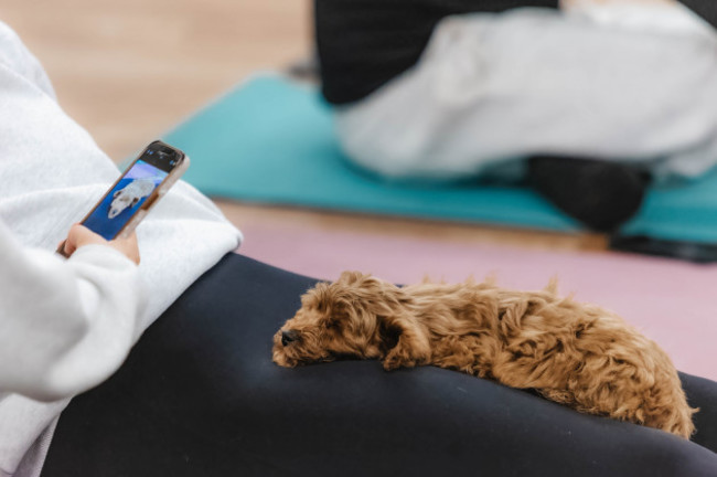 cuterelaxingpuppyyogasession