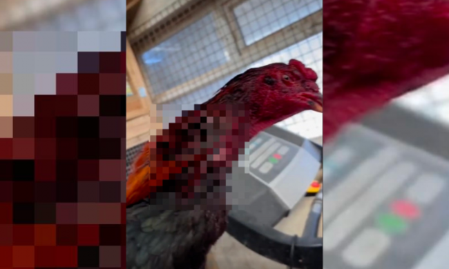 Cock with blurred scars and injuries.