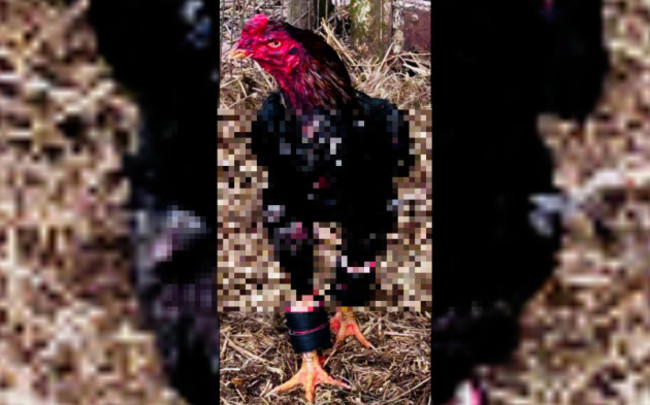 Cock with leg weights and blurred out blood and injuries.