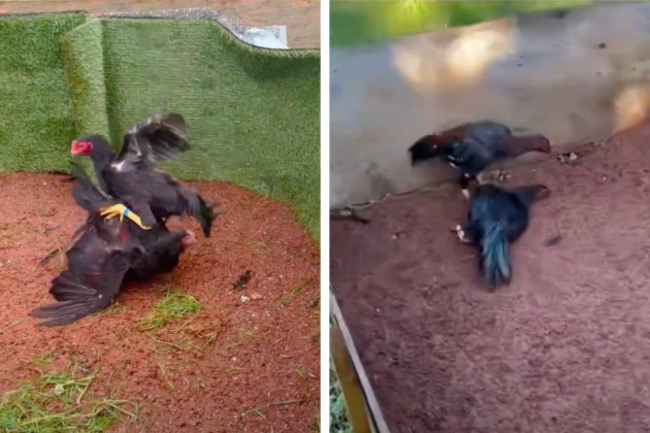 Two video stills with cocks fighting in the left image and two in a different area in the right image, but this time one is lying lifeless.